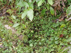 Corybas dienemus