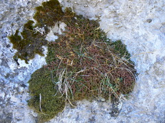 Selaginella helvetica