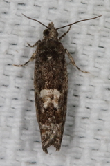 Chimoptesis gerulae