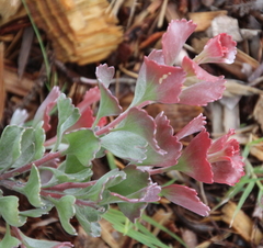 Adenanthos cuneatus