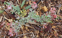 Adenanthos cuneatus