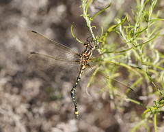 Eusynthemis virgula