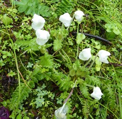 Pedicularis megalantha