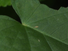 Entomobryoidea