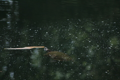 Trachemys venusta cataspila