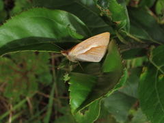 Lymanopoda tolima