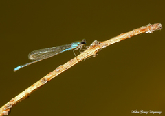 Acanthagrion lancea