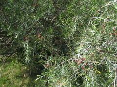 Schinus lentiscifolia