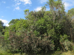 Schinus lentiscifolia