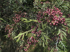 Schinus lentiscifolia