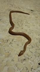 Eirenis decemlineatus