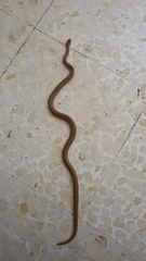 Eirenis decemlineatus