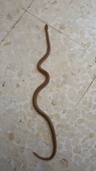 Eirenis decemlineatus