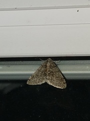 Phigalia titea