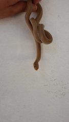 Eirenis decemlineatus