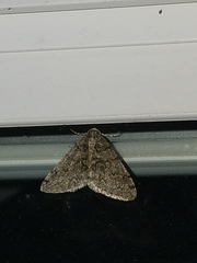 Phigalia titea