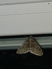 Phigalia titea