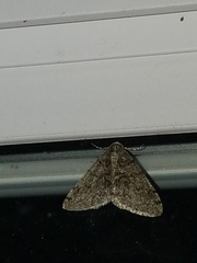 Phigalia titea