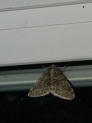 Phigalia titea