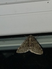 Phigalia titea
