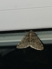 Phigalia titea