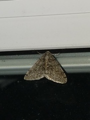 Phigalia titea