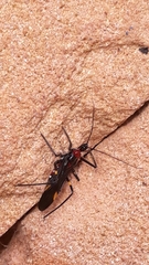 Graptocleptes bicolor