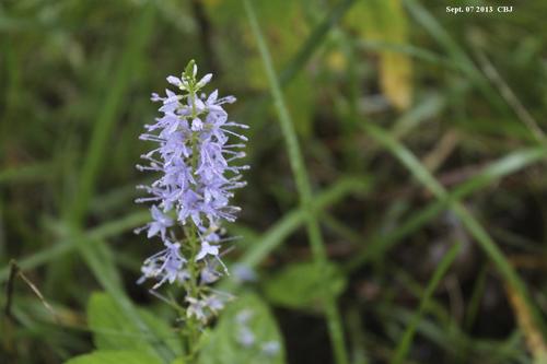 Veronica ovata