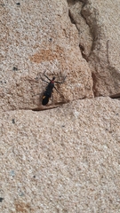 Graptocleptes bicolor