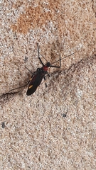 Graptocleptes bicolor
