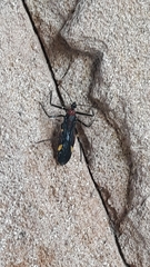 Graptocleptes bicolor