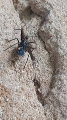 Graptocleptes bicolor