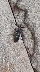 Graptocleptes bicolor