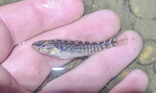 Mud darter (Etheostoma asprigene) — Percidae