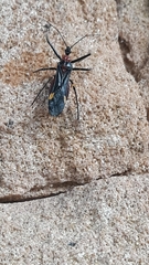 Graptocleptes bicolor