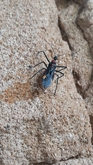 Graptocleptes bicolor