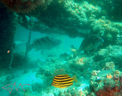 Epinephelus daemelii