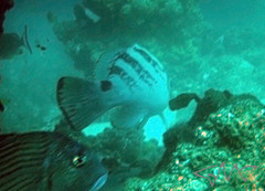 Epinephelus daemelii