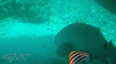 Epinephelus daemelii