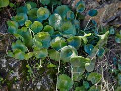 Umbilicus horizontalis