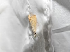 Haimbachia placidellus