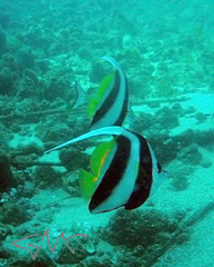 Heniochus