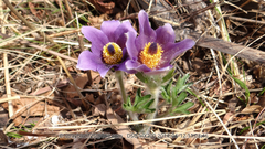 Pulsatilla chinensis