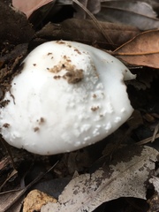 Amanita farinacea