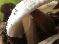 Amanita farinacea