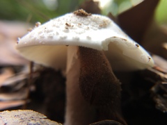 Amanita farinacea