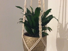 Dracaena fragrans compacta