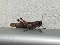 Schistocerca piceifrons