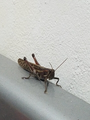 Schistocerca piceifrons