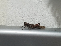 Schistocerca piceifrons